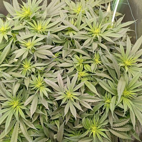 Papi Chulo OG growlog timeline photo