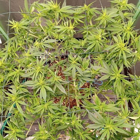 Papi Chulo OG growlog photo: Defoliation 
