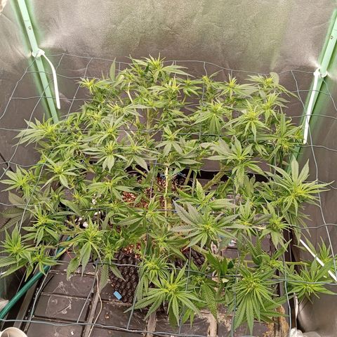 Papi Chulo OG growlog photo: Defoliation 