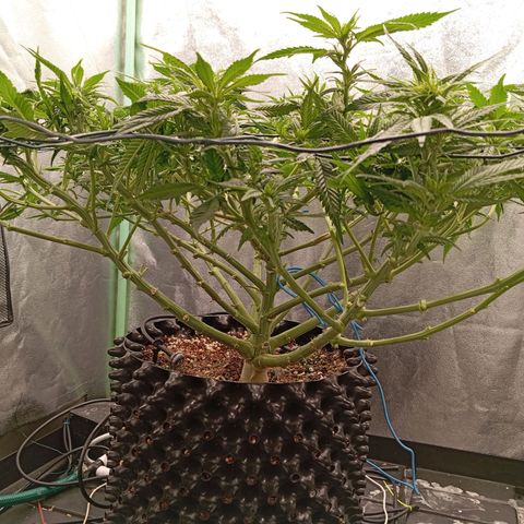 Papi Chulo OG growlog photo: Defoliation 