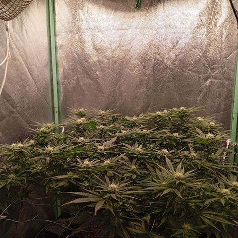Papi Chulo OG growlog timeline photo