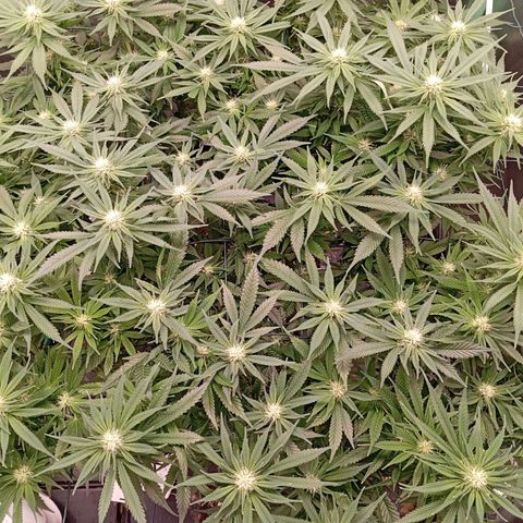Papi Chulo OG growlog timeline photo