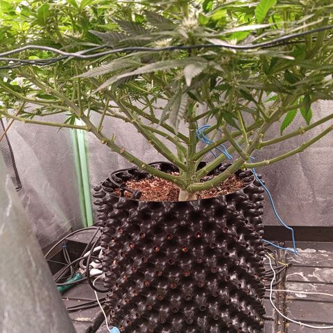 Papi Chulo OG growlog timeline photo