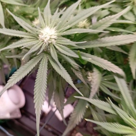 Papi Chulo OG growlog timeline photo