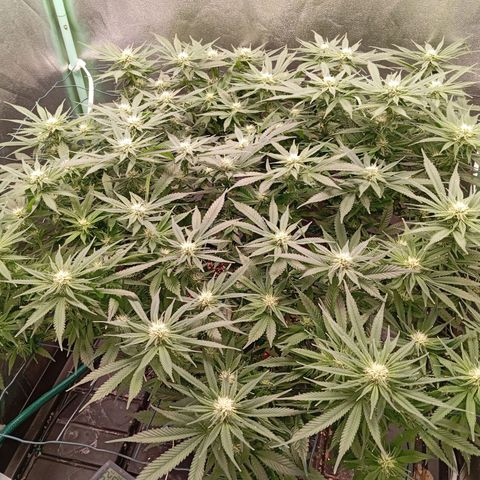 Papi Chulo OG growlog timeline photo