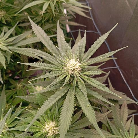 Papi Chulo OG growlog timeline photo