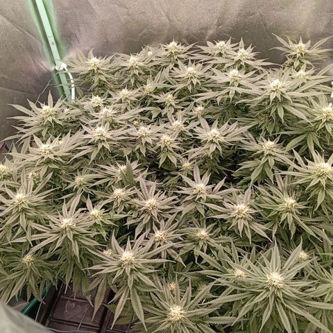 Papi Chulo OG growlog timeline photo
