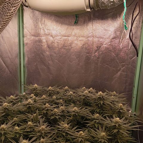 Papi Chulo OG growlog timeline photo