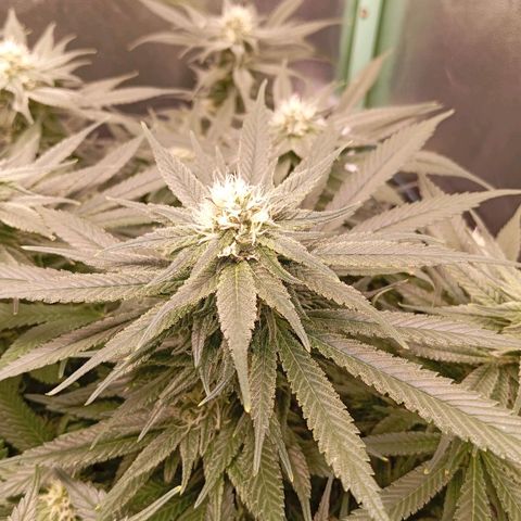 Papi Chulo OG growlog timeline photo