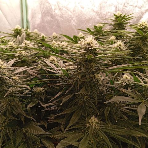 Papi Chulo OG growlog timeline photo