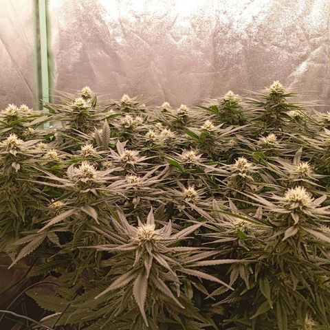 Papi Chulo OG growlog timeline photo
