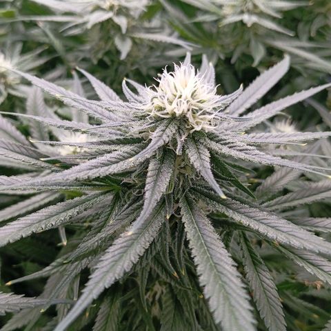 Papi Chulo OG growlog timeline photo