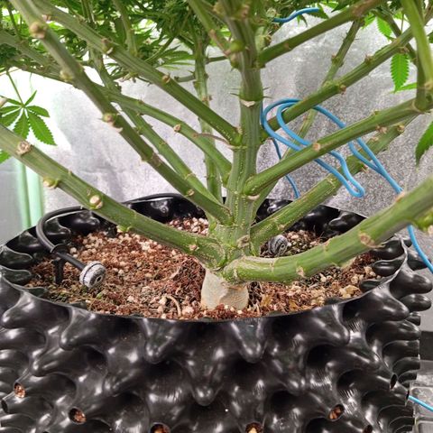 Papi Chulo OG growlog timeline photo