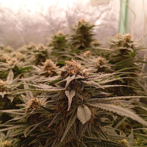 Papi Chulo OG growlog timeline photo