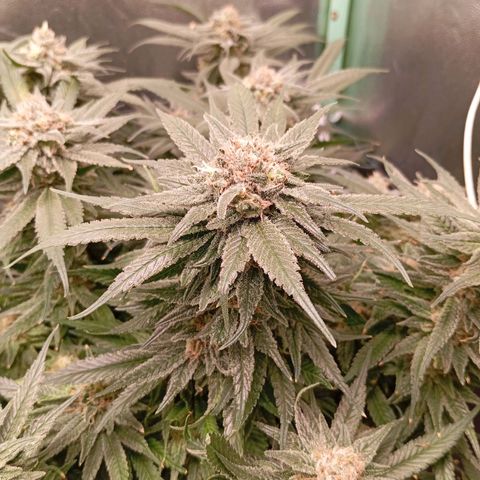 Papi Chulo OG growlog timeline photo