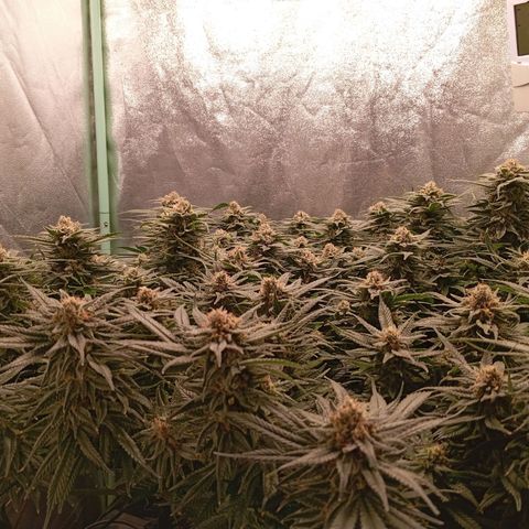 Papi Chulo OG growlog timeline photo