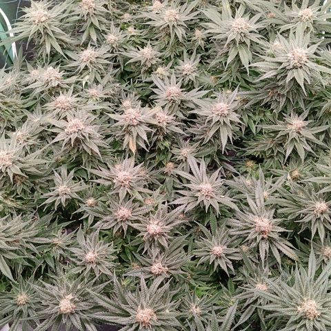 Papi Chulo OG growlog timeline photo