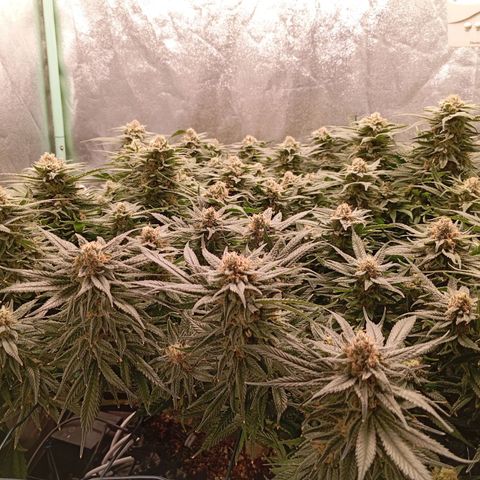Papi Chulo OG growlog timeline photo