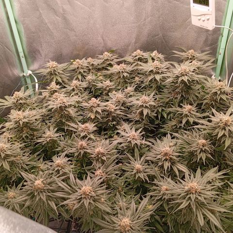 Papi Chulo OG growlog timeline photo