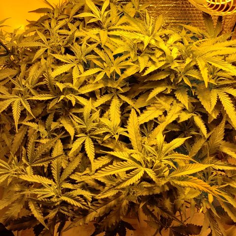Berry AK growlog timeline photo