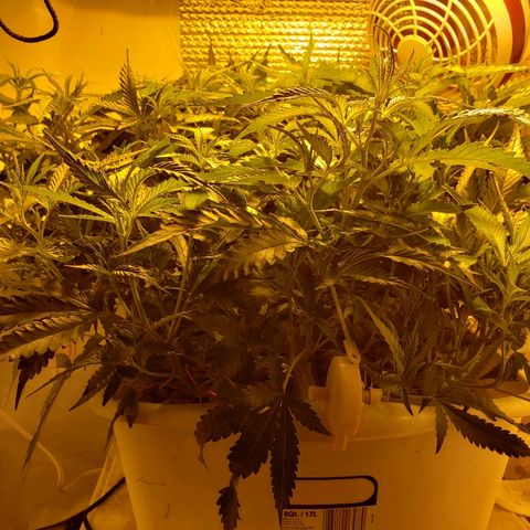 Berry AK growlog timeline photo