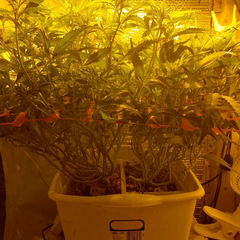 Berry AK growlog timeline photo