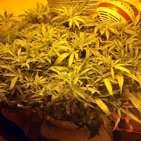 Berry AK growlog timeline photo