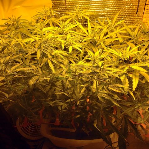 Berry AK growlog timeline photo