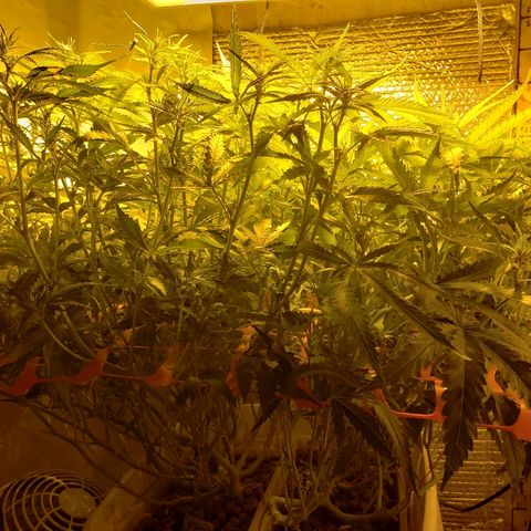 Berry AK growlog timeline photo