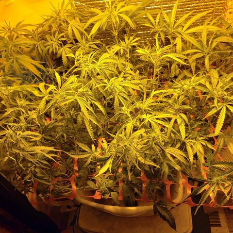 Berry AK growlog timeline photo