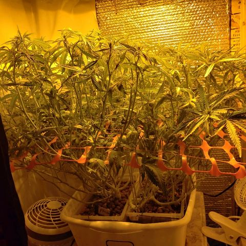 Berry AK growlog timeline photo
