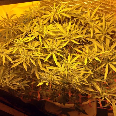 Berry AK growlog timeline photo