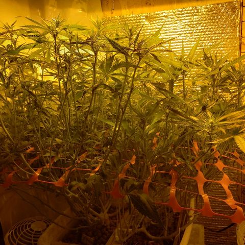 Berry AK growlog timeline photo