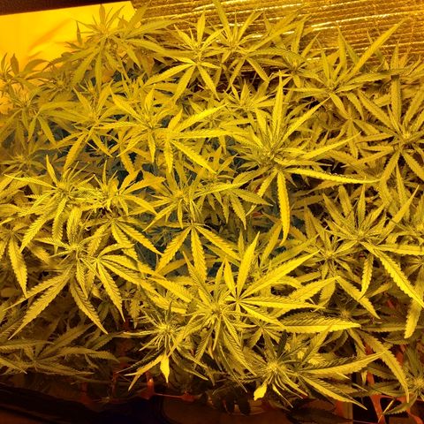 Berry AK growlog timeline photo