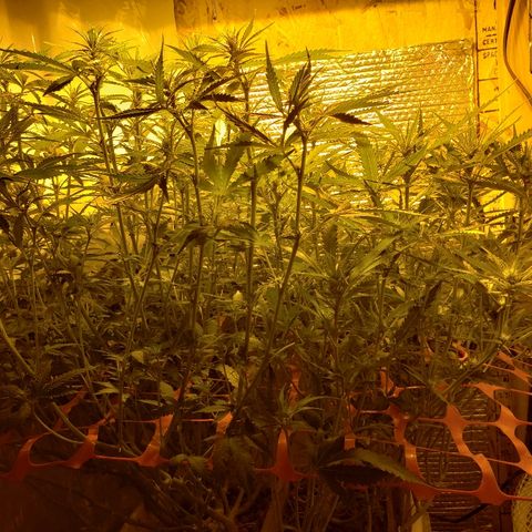 Berry AK growlog timeline photo