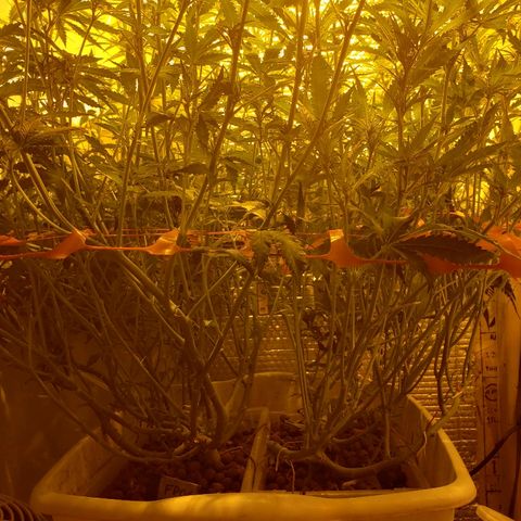 Berry AK growlog timeline photo