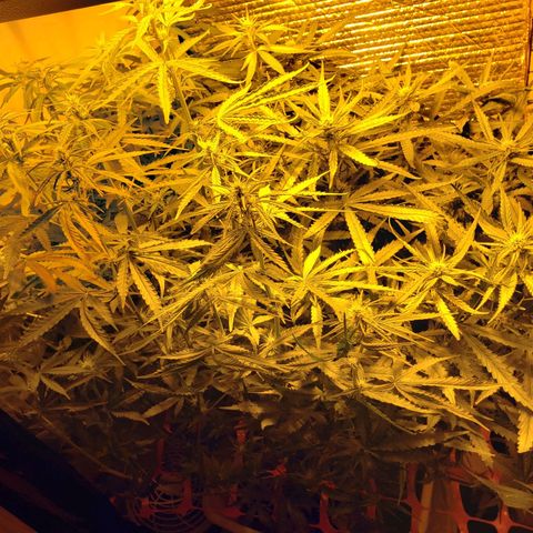 Berry AK growlog timeline photo