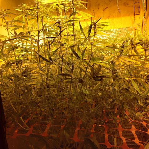 Berry AK growlog timeline photo