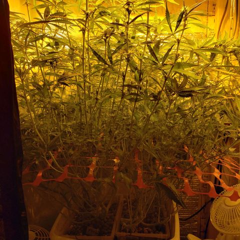 Berry AK growlog timeline photo