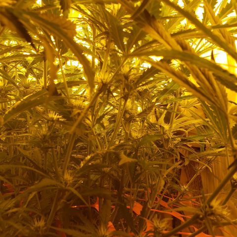 Berry AK growlog timeline photo