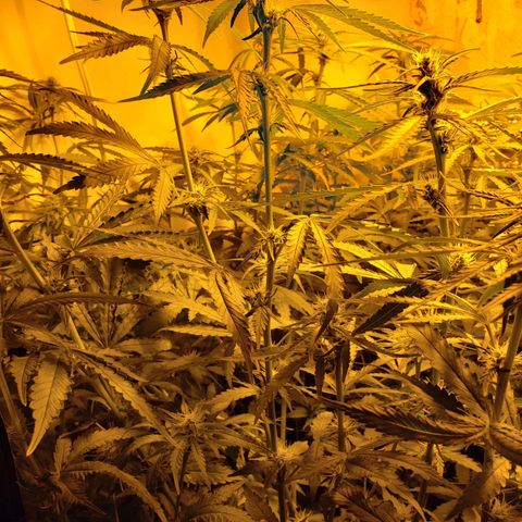 Berry AK growlog timeline photo