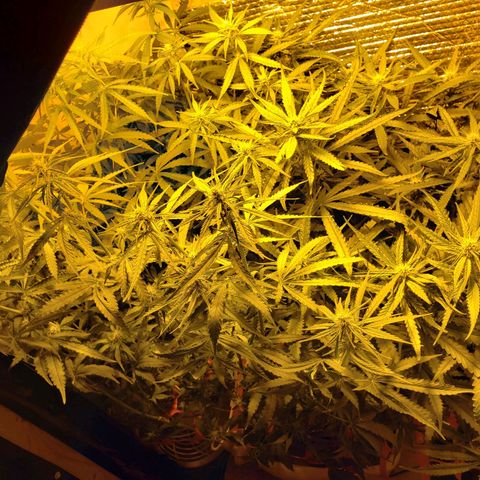 Berry AK growlog timeline photo