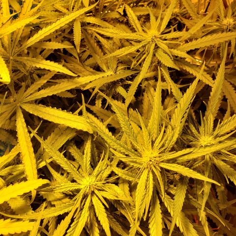 Berry AK growlog timeline photo