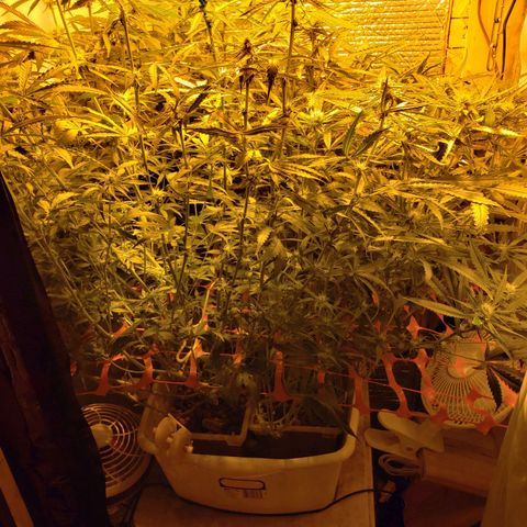Berry AK growlog timeline photo