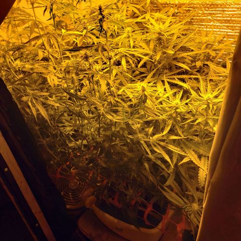 Berry AK growlog timeline photo