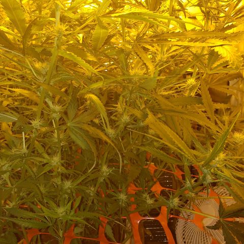 Berry AK growlog timeline photo
