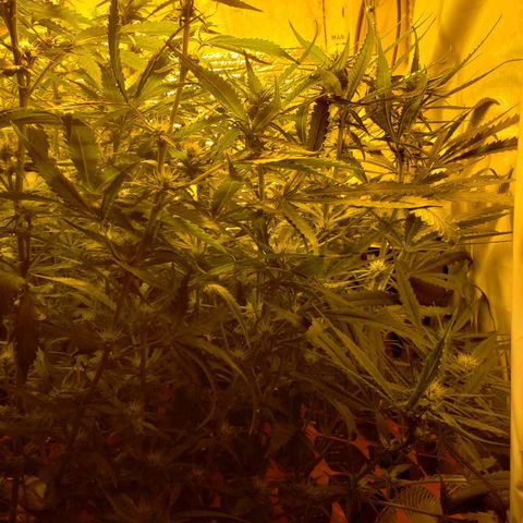 Berry AK growlog timeline photo
