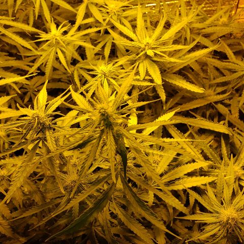 Berry AK growlog timeline photo