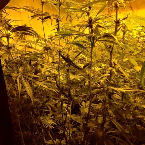 Berry AK growlog timeline photo