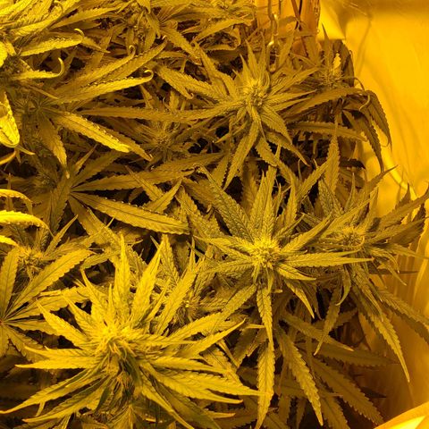 Berry AK growlog timeline photo
